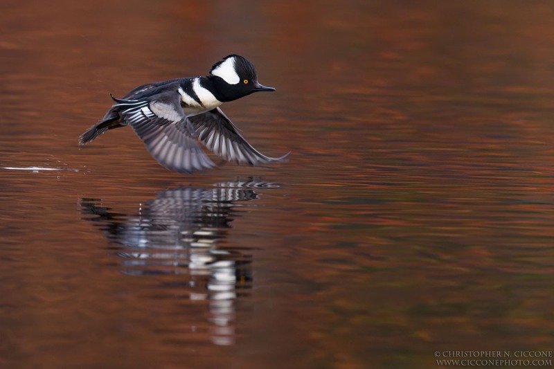 Hooded Merganser