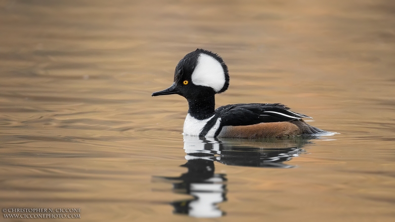 Hooded Merganser