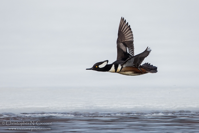 Hooded Merganser