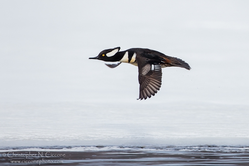 Hooded Merganser