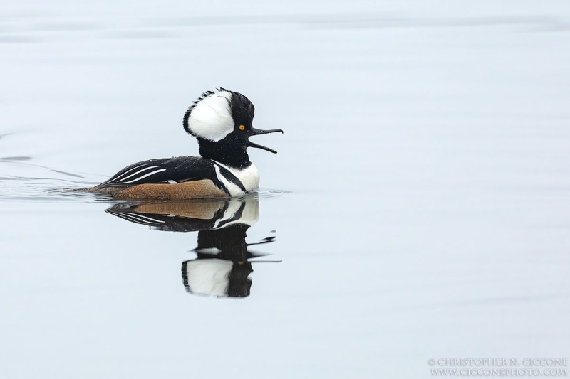 Hooded Merganser