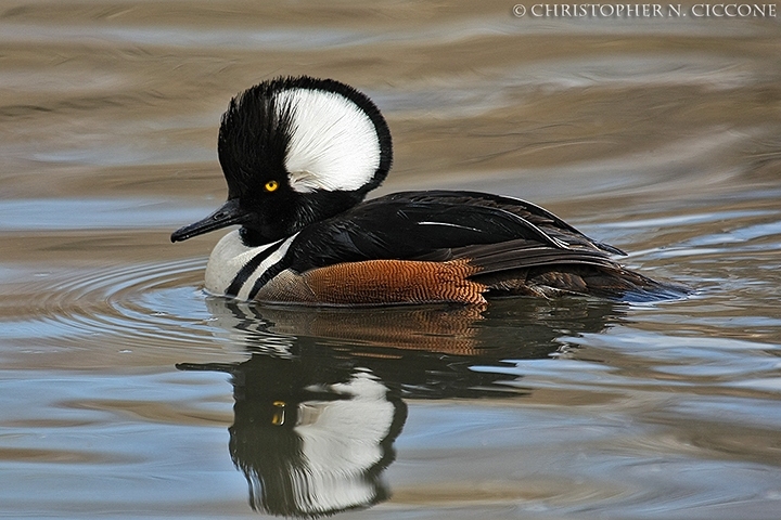 Hooded Merganser