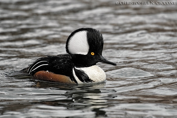 Hooded Merganser