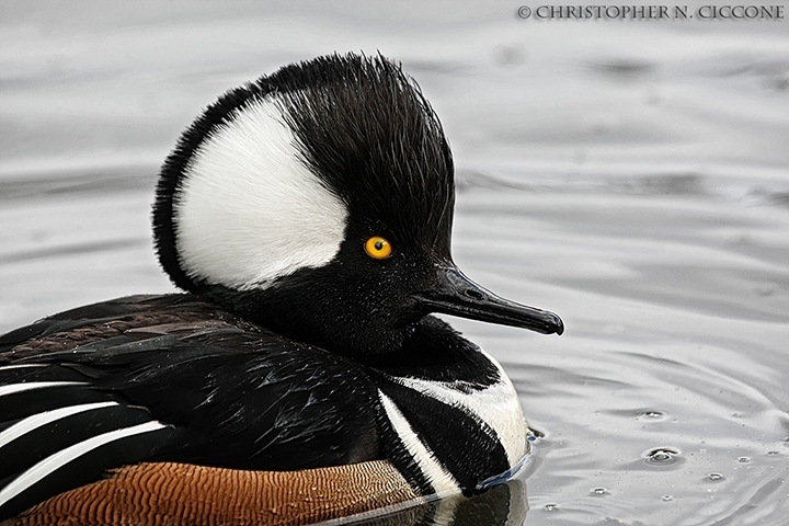 Hooded Merganser