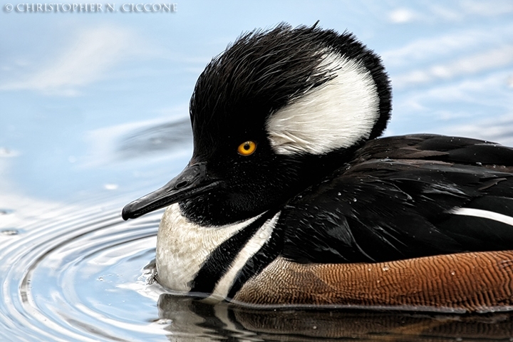 Hooded Merganser