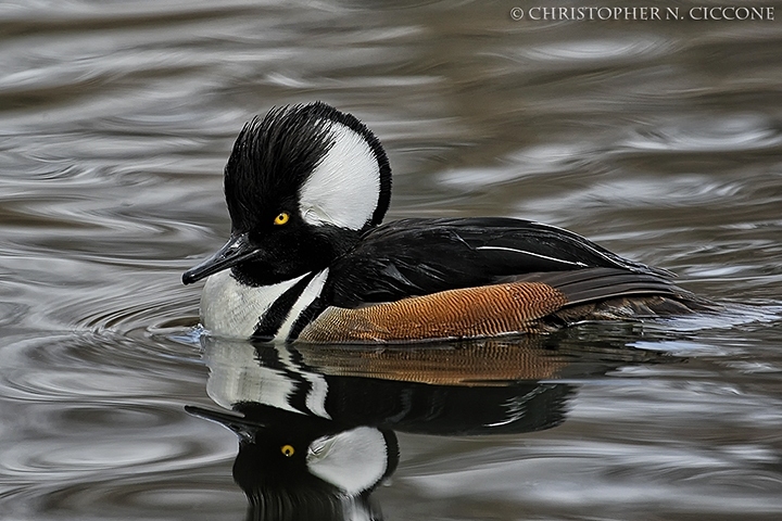 Hooded Merganser