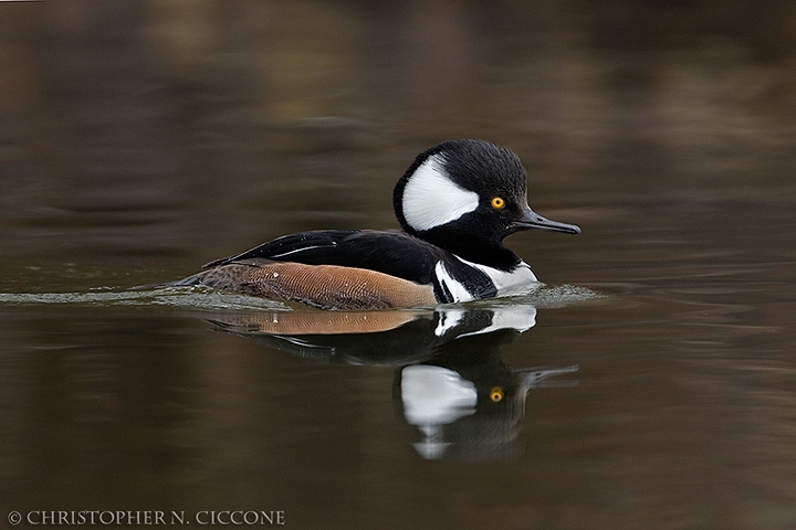 Hooded Merganser