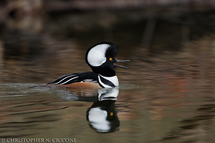 Hooded Merganser