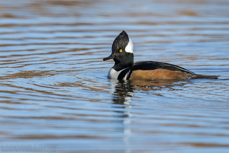 Hooded Merganser