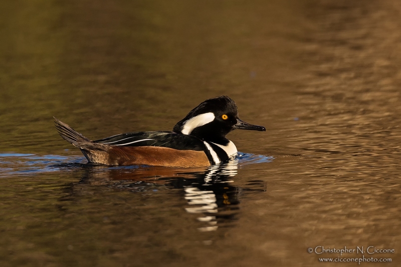 Hooded Merganser