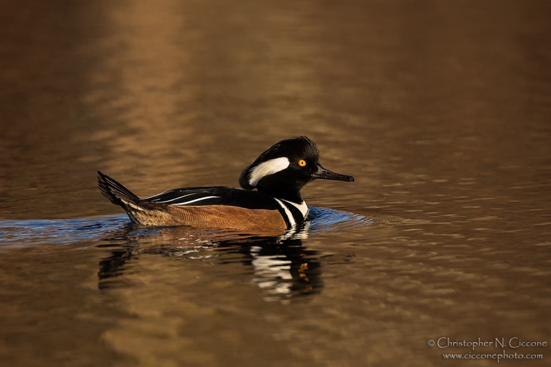 Hooded Merganser