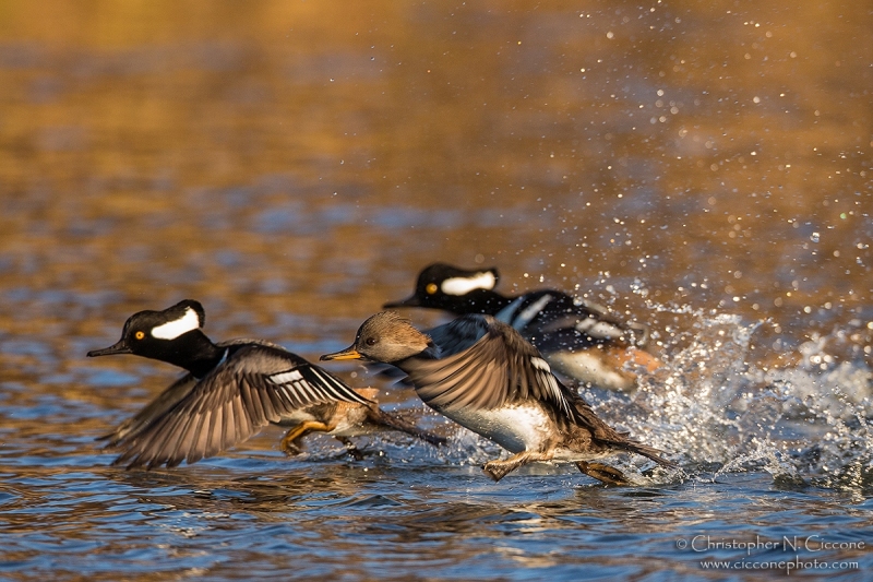 Hooded Merganser