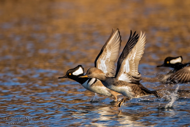 Hooded Merganser