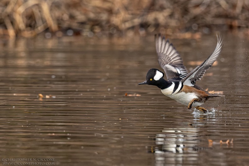 Hooded Merganser