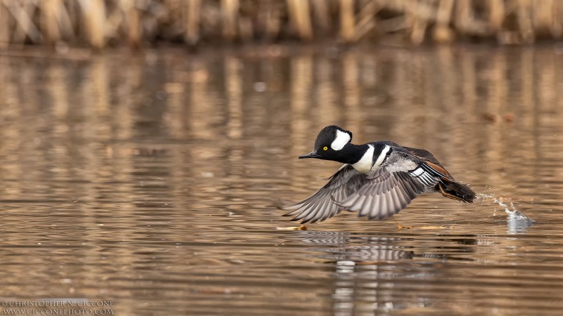 Hooded Merganser