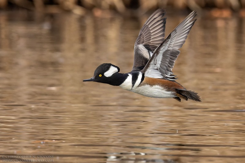 Hooded Merganser