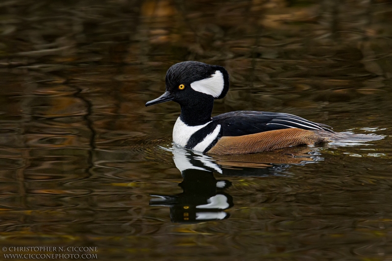 Hooded Merganser