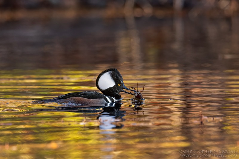 Hooded Merganser