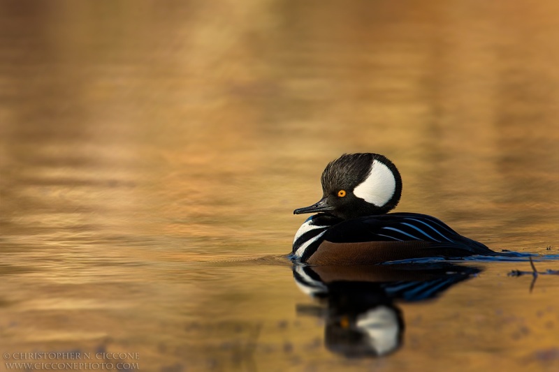 Hooded Merganser