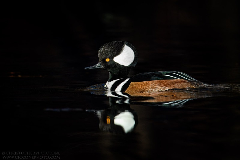 Hooded Merganser