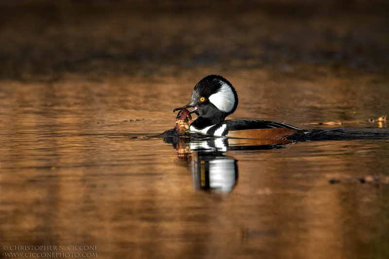 Hooded Merganser