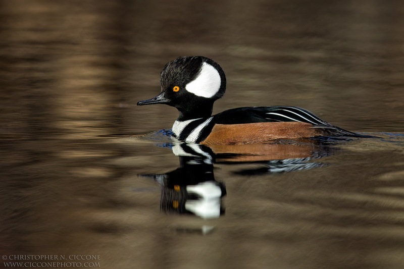 Hooded Merganser