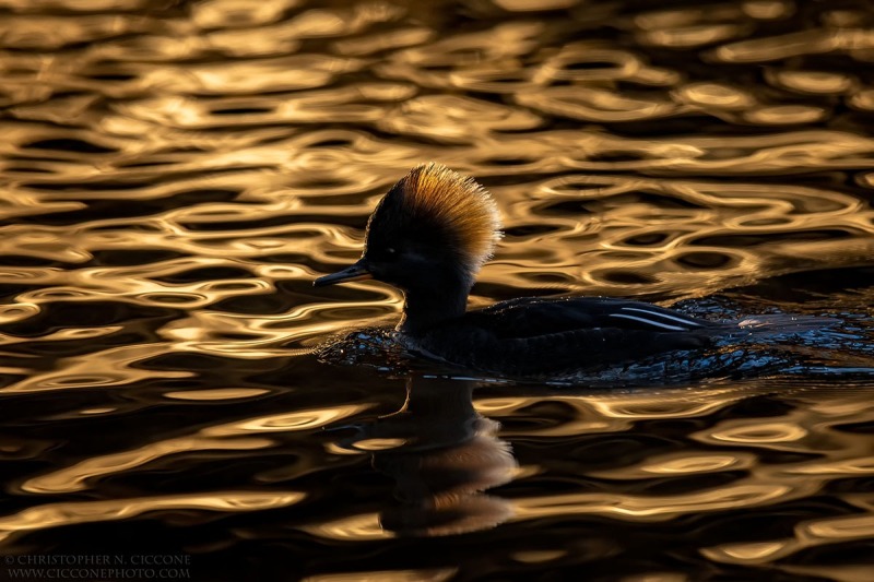 Hooded Merganser