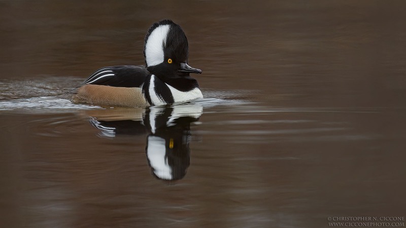 Hooded Merganser