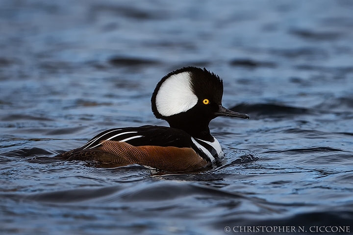 Hooded Merganser