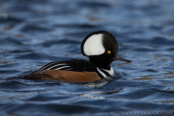 Hooded Merganser