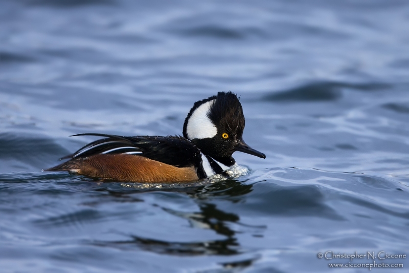 Hooded Merganser