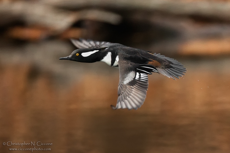 Hooded Merganser