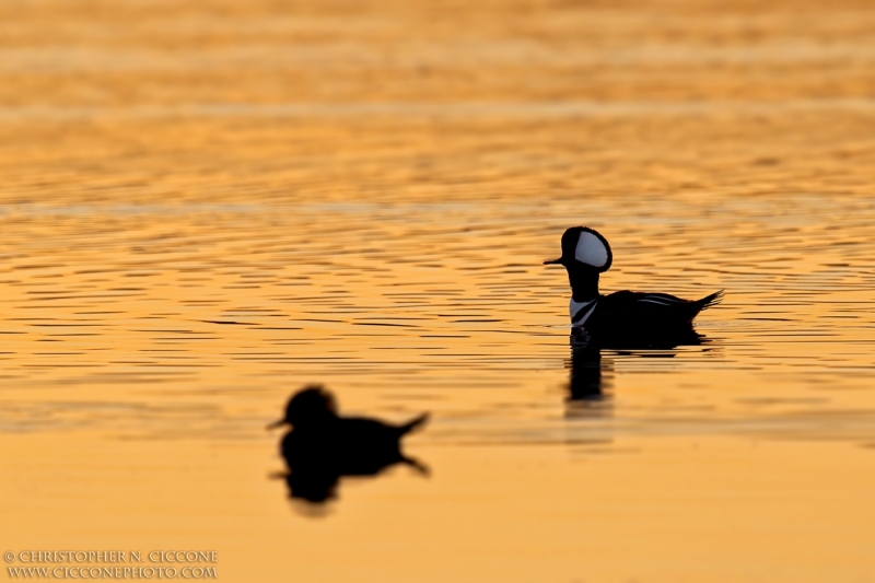 Hooded Merganser