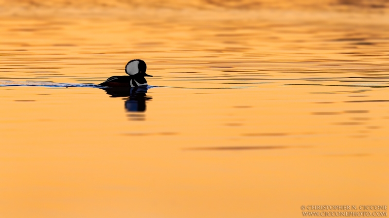 Hooded Merganser