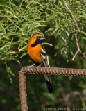 Hooded Oriole