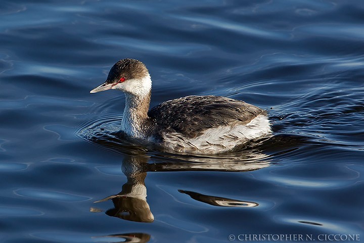 Horned Grebe