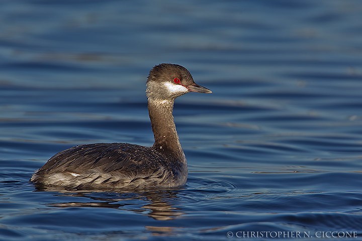 Horned Grebe