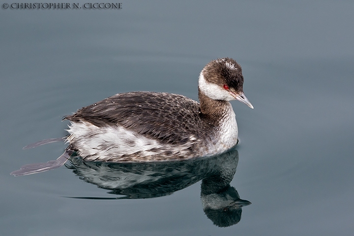 Horned Grebe