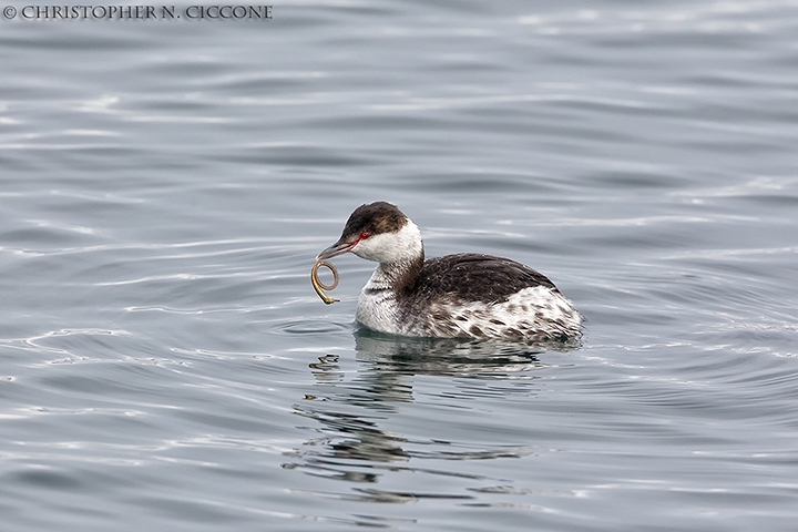 Horned Grebe