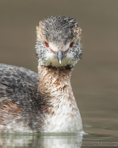 Horned Grebe