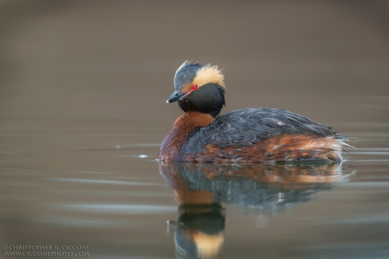 Horned Grebe