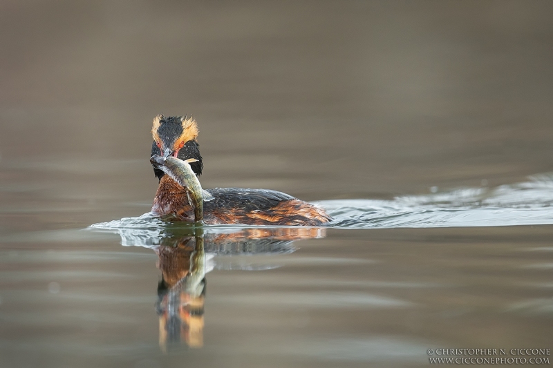 Horned Grebe