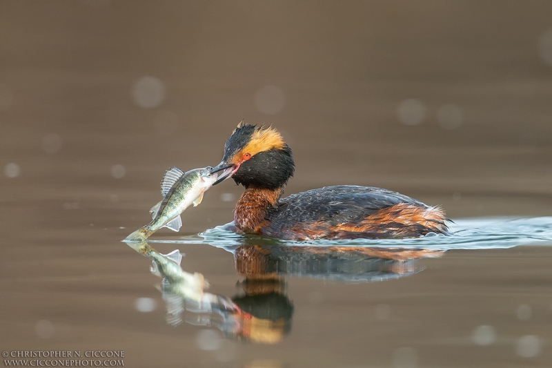 Horned Grebe