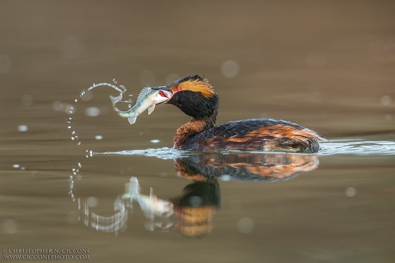 Horned Grebe