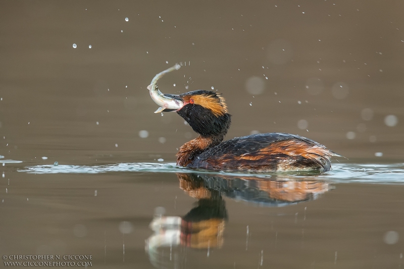 Horned Grebe