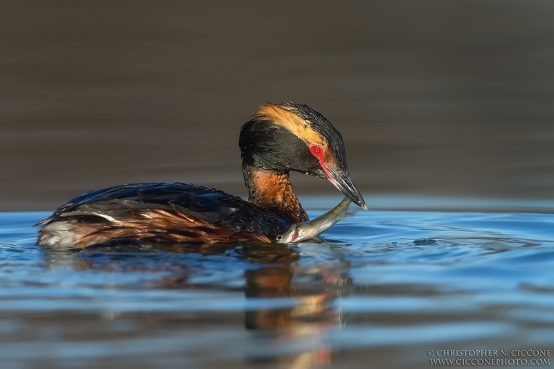 Horned Grebe