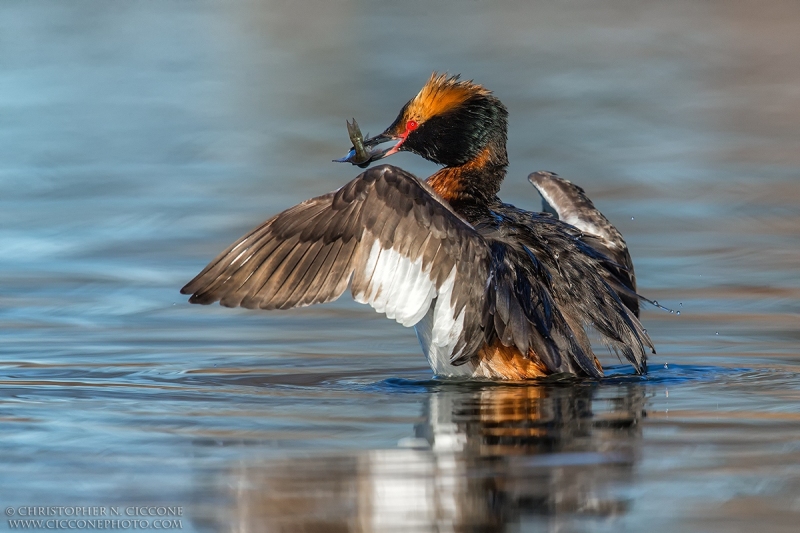 Horned Grebe