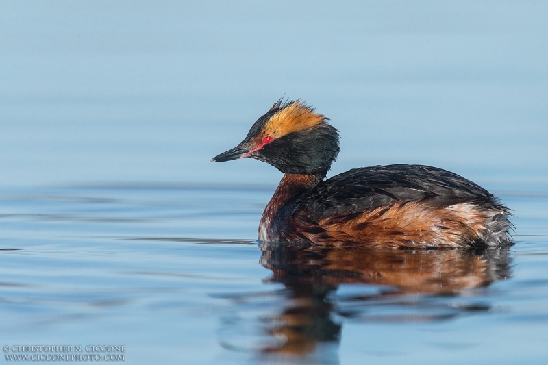 Horned Grebe