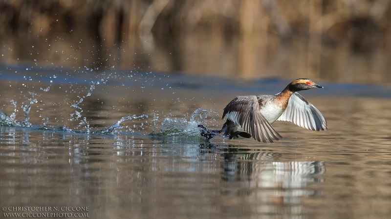 Horned Grebe