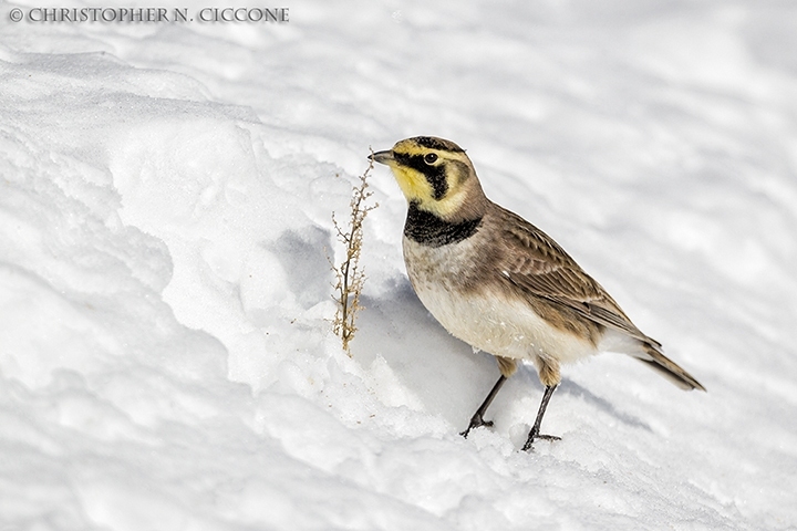 Horned Lark